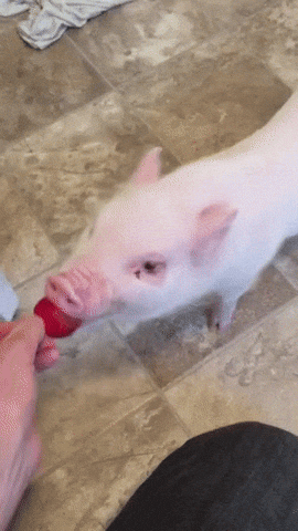 Pickle Thatll Do Pig GIF