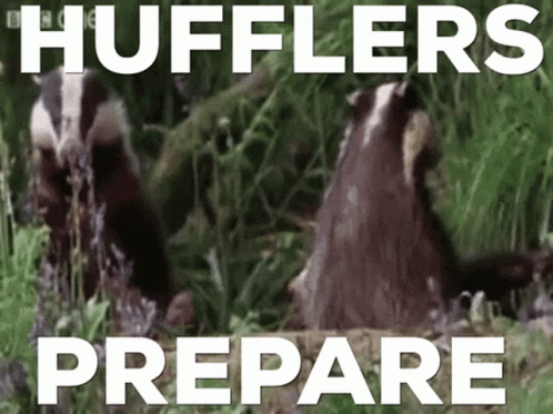 Picture of Two Badgers With Words Huffers Prepare