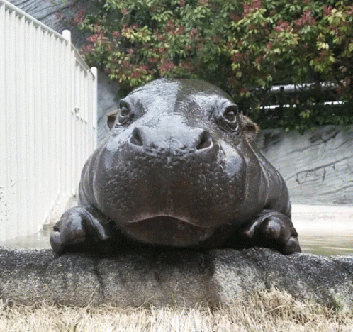 Picture Taking Of A Hippo GIF