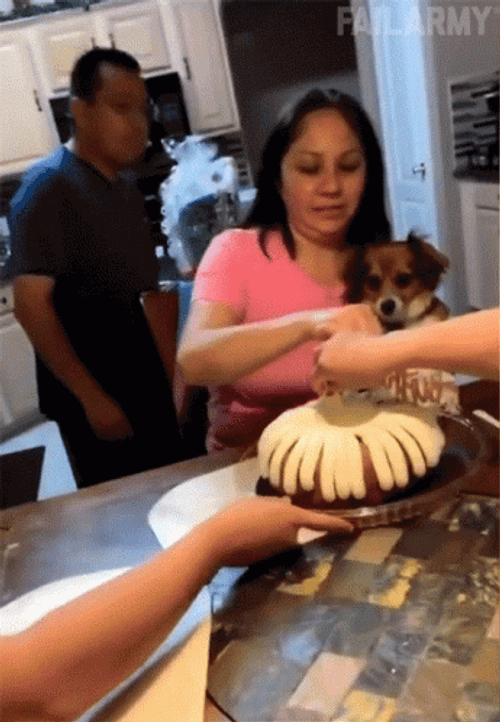 Pie In The Face GIF