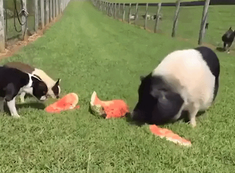 Pig Eating Watermelon GIF