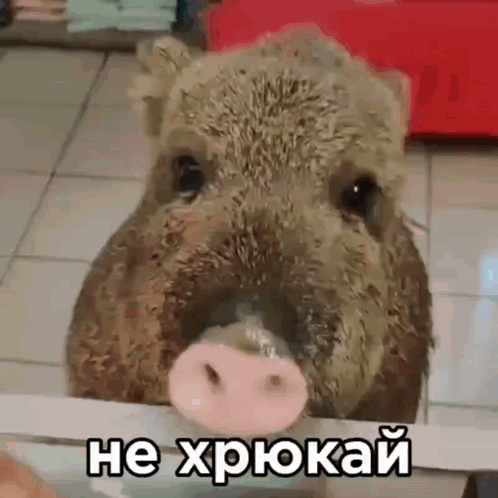 Pig Face With Words He Xpokah in Russian