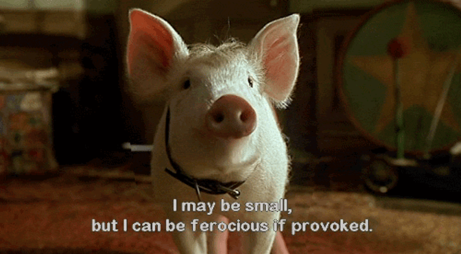 Pig From Babe Movie GIF