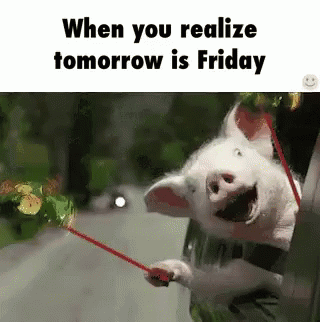 Pig Holding Red Leash And Laughing GIF