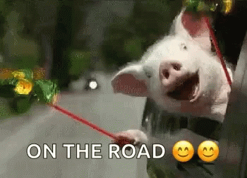 Pig Holding Red Stick With Words