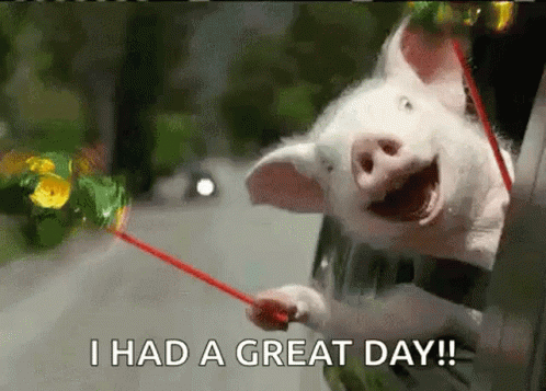 Pig In Car Today Was A Good Day GIF