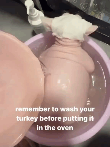 Pig in Water Bowl Remember to Wash Turkey