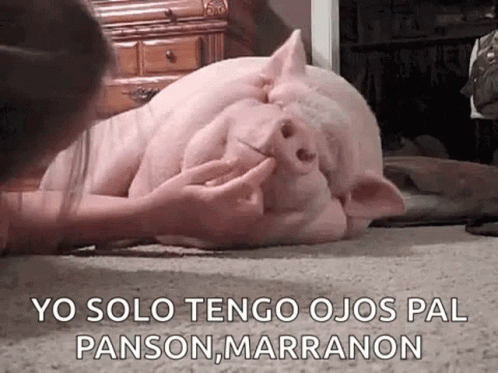 Pig Laying on Floor Being Petted by Girl