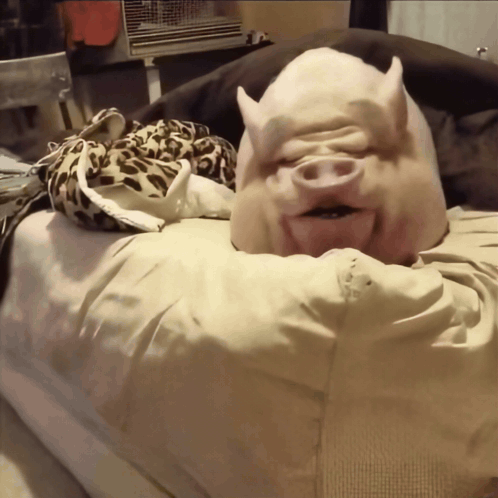 Pig Laying on Leopard Print Blanket