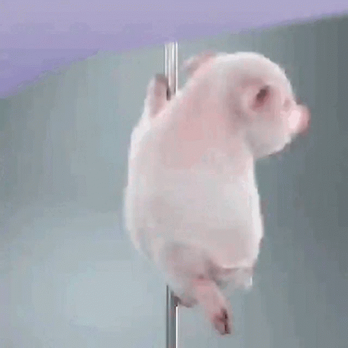 Pig Pole Dancing GIF