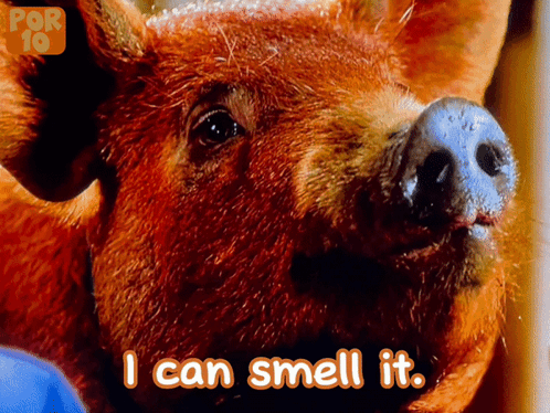 Pig Says I Can Smell It in Front of Por 10 Logo