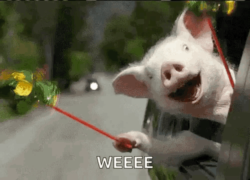 Pig Sticking Head Out Car Window