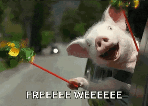 Pig Sticking Head Out Car Window Freeeeee Weeeeeee