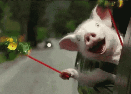 Pig Sticking Head Out Car Window Holding Red Stick GIF