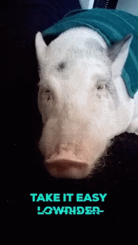 Pig Take It Easy Lowrider GIF