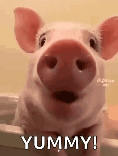 Pig Taking Bath Looking at Camera