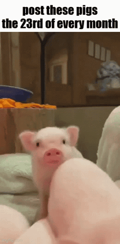 Pig with Post These Pigs Caption