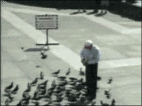 Pigeon Attack GIF