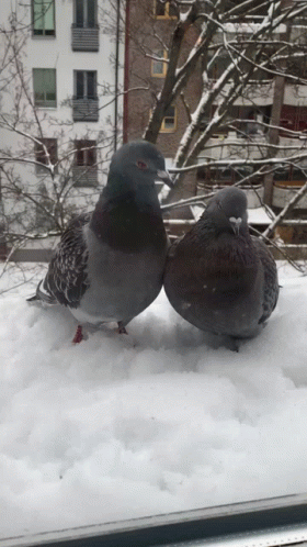Pigeon Bird Kissing GIF