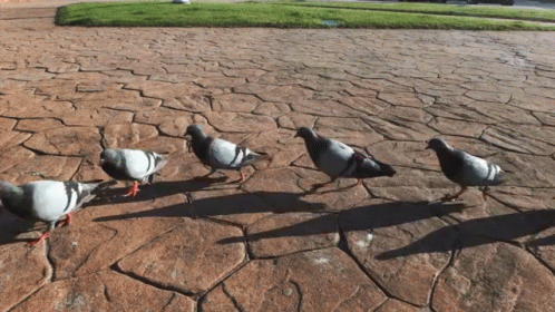 Pigeon Birds Fall In Line GIF