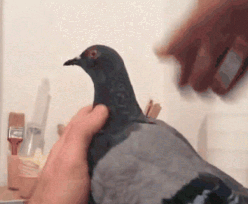 Pigeon Cut Head GIF