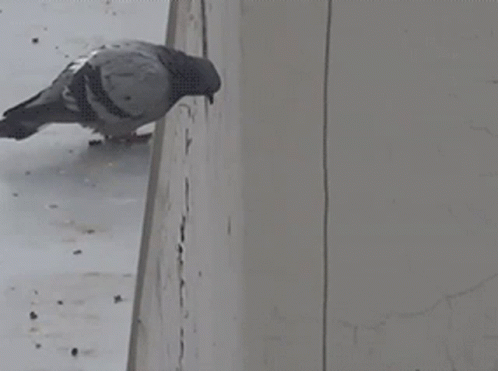 Pigeon Falling Meme GIF