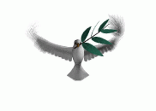 Pigeon Flying With Branch in Beak