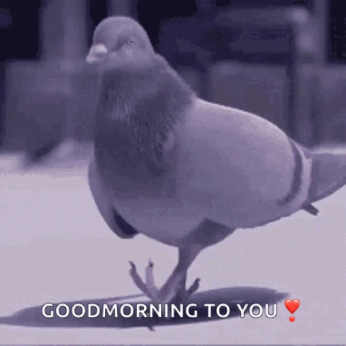 Pigeon Good Morning To You GIF
