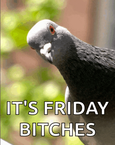 Pigeon Hello Meme GIF