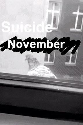 Pigeon Looking Out Window Suicide November GIF