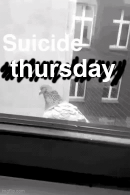 Pigeon Looking Out Window With Suicide Thursday GIF