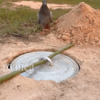 Pigeon Near Manhole and Dirt Pile