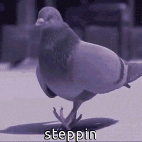 Pigeon Racing Homer Steppin GIF