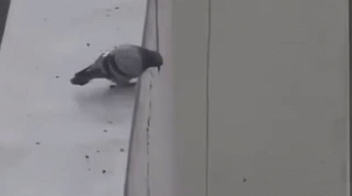Pigeon Standing on Building Ledge
