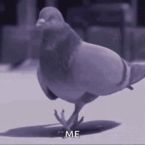 Pigeon Standing on One Leg Saying Me