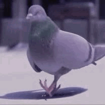 Pigeon Standing on Table