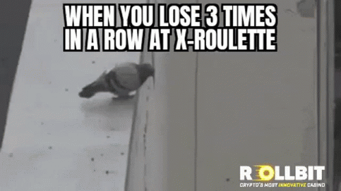 Pigeon Standing On Wall Next To Wall GIF