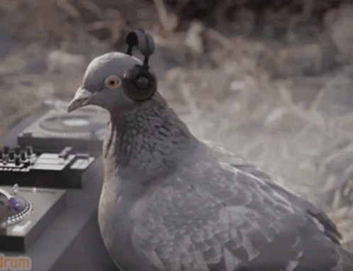 Pigeon Stream Digi Byte GIF