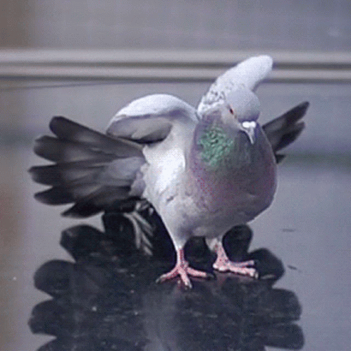 Pigeon Strecth Bird GIF