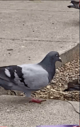 Pigeon Twerking GIF