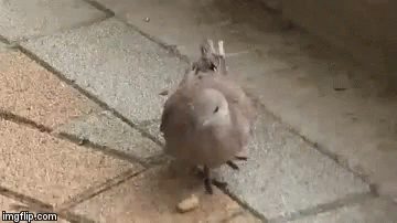 Pigeon Walking on Sidewalk