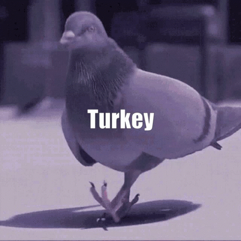 Pigeon Walking With Word Turkey