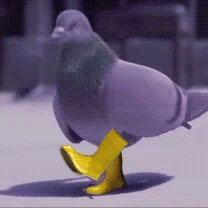 Pigeon Walking With Yellow Rain Boots GIF