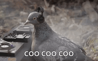Pigeon Wearing Headphones on Turntable
