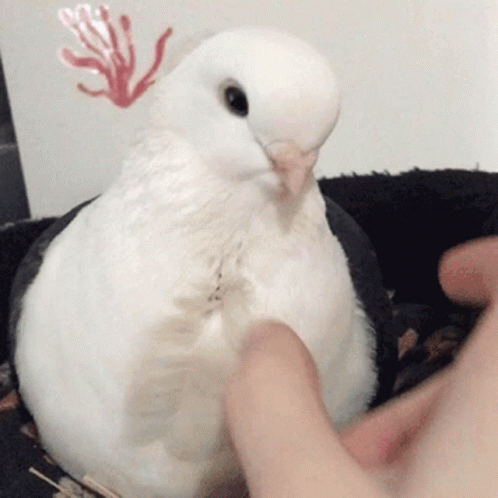 Pigeon White Dove Finger Massage GIF