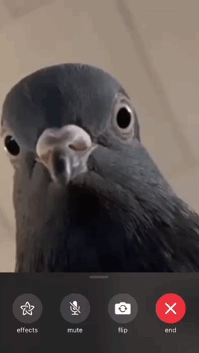 Pigeon with Effect Buttons