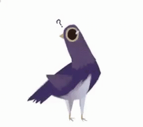 Pigeon With Question Mark on Head