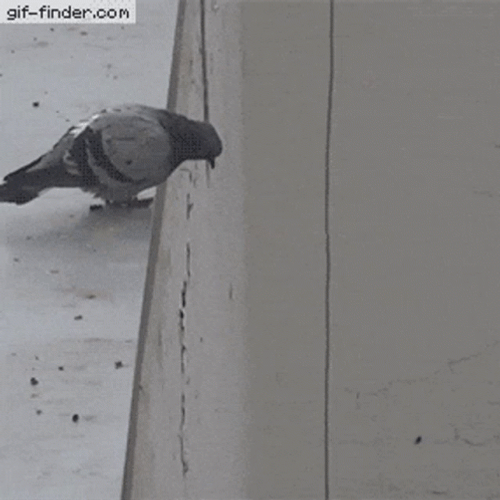 Pigeon GIF