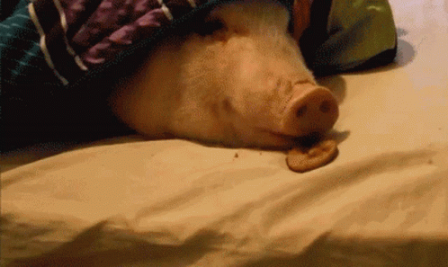 Piggy Eating Cookie In Bed Cozy Blanket GIF