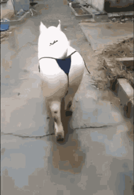 Piggy Pig Wearing Thong Strut Walking GIF